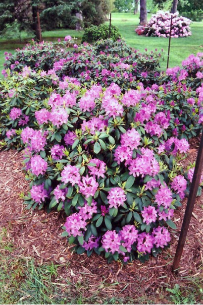 Кущ Rhododendron Roseum Elegans – розкішний акцент у ландшафті.